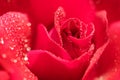 Macro photo of a red rose in drops of water. Bright beautiful floral abstract background image. Royalty Free Stock Photo