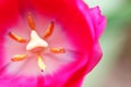 Macro photo of the Red tulip flower Royalty Free Stock Photo