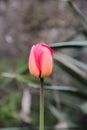 Macro photo of the red tulip