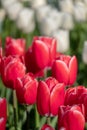 Macro photo of red tulips at Keukenhof Gardens, Lisse, Netherlands. Keukenhof is known as the Garden of Royalty Free Stock Photo