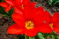 Macro photo of red tulips of nature colors. Background blooming tulips flowers with open buds Royalty Free Stock Photo