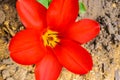 Macro photo of red tulips of nature colors. Background blooming tulips flowers with open buds Royalty Free Stock Photo