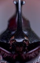 Macro Photo of rhinoceros beetle