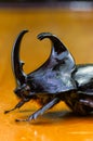 Macro Photo of rhinoceros beetle