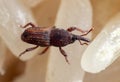 Macro Photo of Rice Weevil or Sitophilus oryzae on Raw Rice Royalty Free Stock Photo