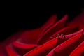 Romantic background  with water drops on red rose petal, love concept Royalty Free Stock Photo