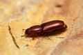 Root-eating beetle, Rhizophagus on bark