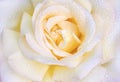 Macro photo of rose with drops of water. Beautiful yellow rose close-up. Royalty Free Stock Photo