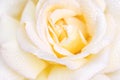 Macro photo of rose with drops of water. Beautiful yellow rose close-up. Royalty Free Stock Photo