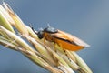 Macro photo of a rose sawfly, Arge ochropus on grain Royalty Free Stock Photo