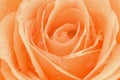 Macro photo of rose with sparkling drops Royalty Free Stock Photo