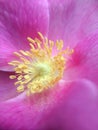 Macro photo rosehip flower core
