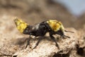 Rove beetle, Emus hirtus on cow dung Royalty Free Stock Photo