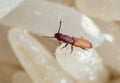 Macro Photo of Sawtoothed Grain Beetle on Raw Rice Royalty Free Stock Photo