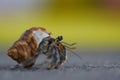 Macro photo of sea crab with shell and claws standing on grey ground. Bright yellow brown background. Closeup Royalty Free Stock Photo