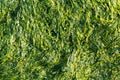 Sea lettuce Ulva lactuca Royalty Free Stock Photo