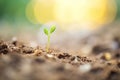 macro photo of a seed sprouting in moist soil Royalty Free Stock Photo