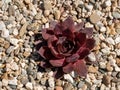 Macro photo of Sempervivum flower. Shallow depth of field