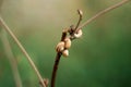 Macro photo, several snails crawling up a stalk of grass in a field