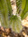 Macro image of sharp thorns of green cactus growing on arid soil at desert Royalty Free Stock Photo