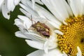 Macro photo of a shieldbug, Carpocoris purpureipennis on chamomile flower Royalty Free Stock Photo