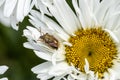 Macro photo of a shieldbug, Carpocoris purpureipennis on chamomile flower Royalty Free Stock Photo