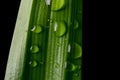 Macro photo of shiny green leaf with raindrops on it and isolated by black color in background. Used selective focus Royalty Free Stock Photo