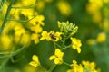 Macro photo shoot of bee. Rapeseed field in bacground. Blurry. Royalty Free Stock Photo