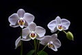 Moon orchid flowers isolated black background. Royalty Free Stock Photo