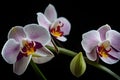 Moon orchid flowers isolated black background. Royalty Free Stock Photo