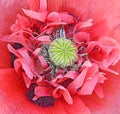 Macro closeup flower plant flowers stamens centre petals rose poppy red Royalty Free Stock Photo