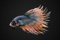 Macro photo of Siamese fighting fish, betta splendens. Royalty Free Stock Photo