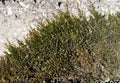 Macro photo of siberian green moss on grey stone