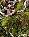 Macro photo of siberian green moss with old leaf litter