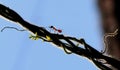 Macro photo of silhouette of red ant and creeper Royalty Free Stock Photo