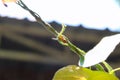 Macro photo of silhouette of red ant and creeper Royalty Free Stock Photo