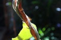 Macro photo of silhouette of red ant and creeper Royalty Free Stock Photo