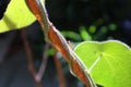 Macro photo of silhouette of red ant and creeper Royalty Free Stock Photo