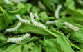 Macro photo of a Silkworm eating a mulberry leaf Royalty Free Stock Photo