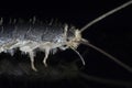 Silverfish Lepisma saccharina Royalty Free Stock Photo