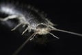 Silverfish Lepisma saccharina Royalty Free Stock Photo