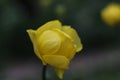 a single bright yellow Trollius flower in the spring garden