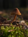 Macro picture of a inedible mushroom Royalty Free Stock Photo