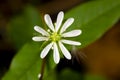 Macro photo of single white giant chickweed flower with blurry background