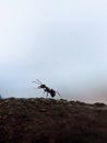 macro photo, small ants, nature, beautiful Royalty Free Stock Photo