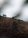 macro photo, small ants, nature, beautiful Royalty Free Stock Photo
