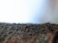 macro photo, small ants, nature, beautiful Royalty Free Stock Photo