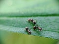 macro photo, small ants, nature, beautiful Royalty Free Stock Photo