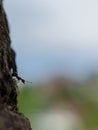 macro photo, small ants, nature, beautiful Royalty Free Stock Photo