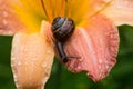 Macro photo of small brown snail sitting on the petal of pink lily on sunny day after rain and drinking drops Royalty Free Stock Photo